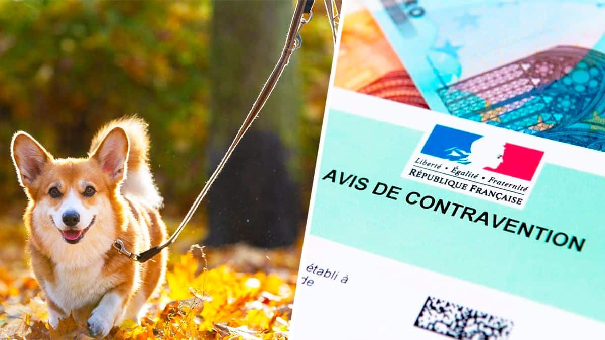 animaux amende