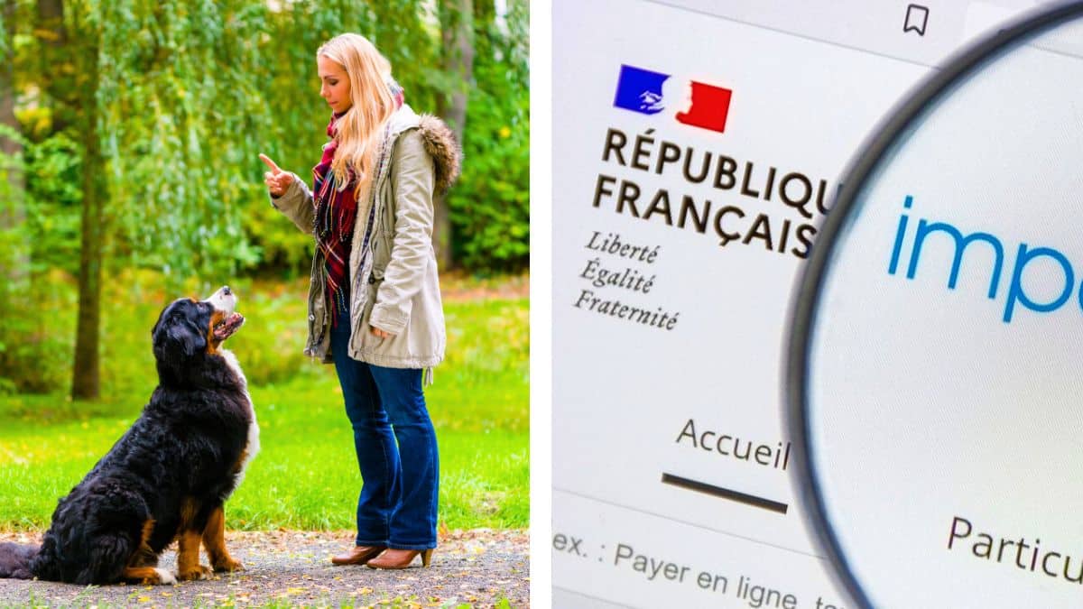taxe animaux de compagnie