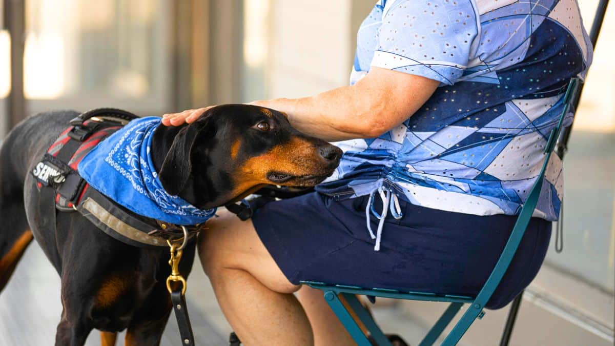 adopter chien spa