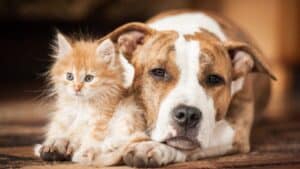 la nouvelle taxe sur les animaux de compagnie est officielle, 100€ pour un chien et 80€ pour un chat le vrai du faux