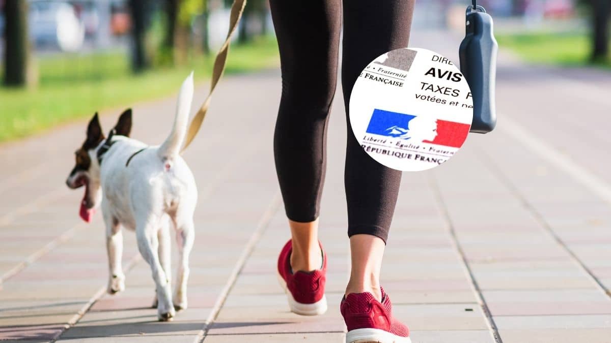 la nouvelle taxe sur les animaux de compagnie affole les propriétaires 100€ pour un chien, 80€ pour un chat… faut il vraiment payer