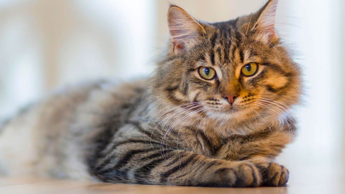 les chats bientôt interdits en france ce projet choc qui divise les écologistes