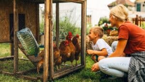 propriétaires de poules cette nouvelle règle fiscale 2025 va vous coûter cher sans prévenir