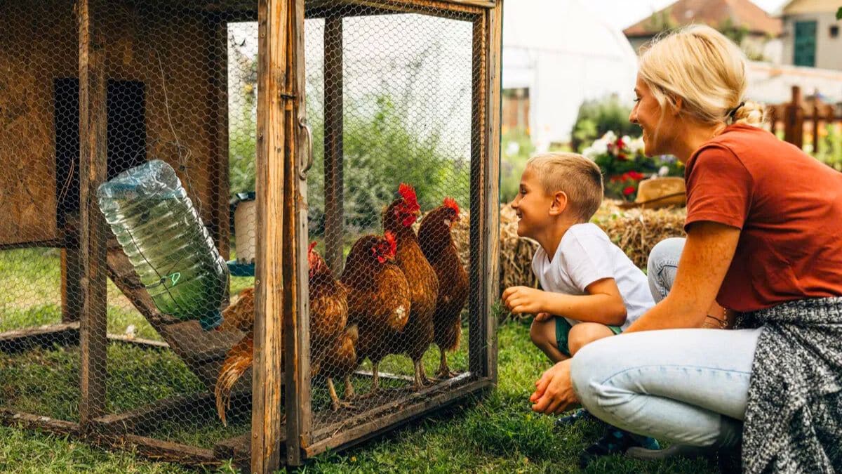 propriétaires de poules cette nouvelle règle fiscale 2025 va vous coûter cher sans prévenir