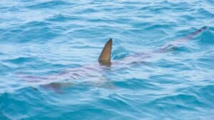 un grand requin aperçu dans la seine ce matin, les passants n’en croyaient pas leurs yeux