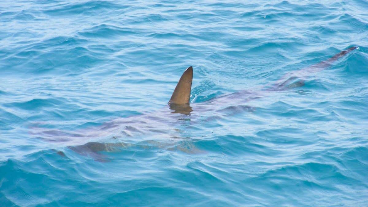 un grand requin aperçu dans la seine ce matin, les passants n’en croyaient pas leurs yeux
