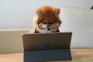 cookie the pom gysmaocsdqs unsplash