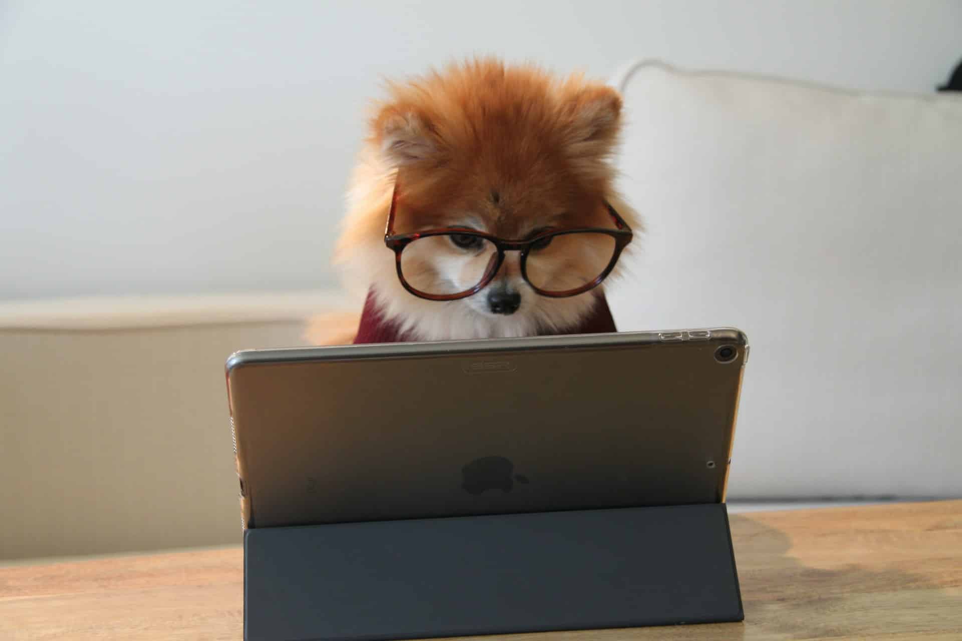 cookie the pom gysmaocsdqs unsplash